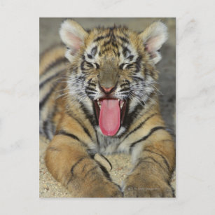 Bengalischer Tiger Postkarten Zazzle De