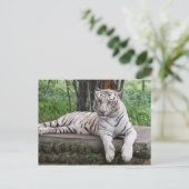 Bengalischer Tiger Postkarte (Stehend Vorderseite)