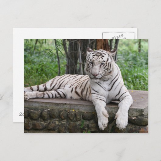 Bengalischer Tiger Postkarte (Vorne/Hinten)