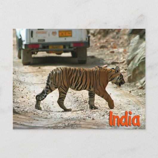 Bengalischer Tiger Postkarte (Vorderseite)