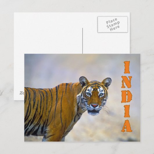 Bengalischer Tiger Postkarte (Vorne/Hinten)