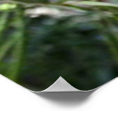 Bengalischer Tiger sieht euch Poster 2 (Ecke)