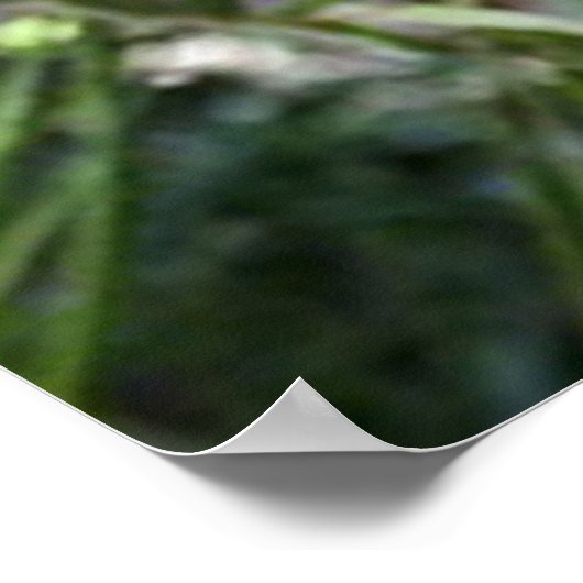 Bengalischer Tiger sieht euch Poster 2 (Ecke)