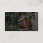 Bengalischer Tiger Visitenkarte (Rückseite)
