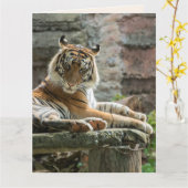BENGALISCHER TIGER WUNDERSCHÖNE Grußkarte Karte (Gelbe Blume)