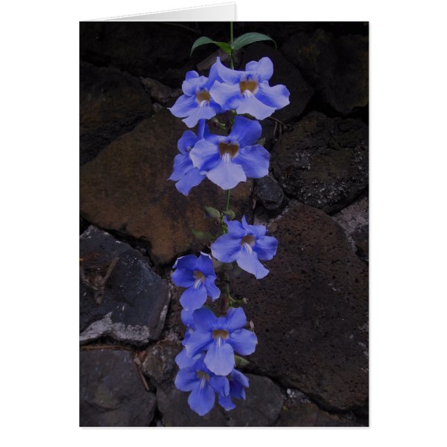 Bengalischer Trumpetscher (Vorne)