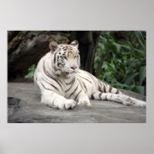 Bengalischer weißer Tiger auf dem Felsen Poster (Vorne)
