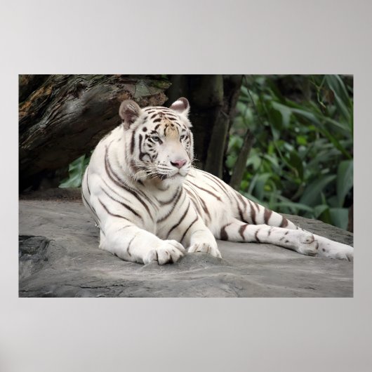 Bengalischer weißer Tiger auf dem Felsen Poster (Vorne)
