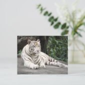 Bengalischer weißer Tiger auf dem Felsen Postkarte (Stehend Vorderseite)