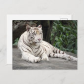Bengalischer weißer Tiger auf dem Felsen Postkarte (Vorne/Hinten)