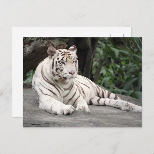 Bengalischer weißer Tiger auf dem Felsen Postkarte (Vorne/Hinten)