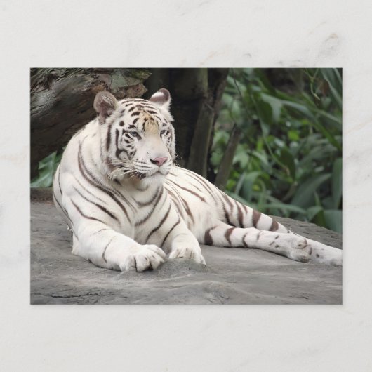 Bengalischer weißer Tiger auf dem Felsen Postkarte (Vorderseite)
