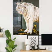 Bengalischer weißer Tiger auf Fotografie Poster (Heimbüro)