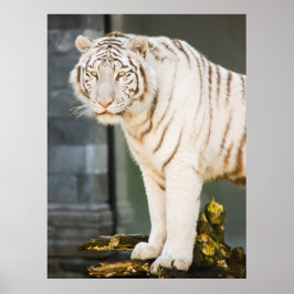 Bengalischer weißer Tiger auf Fotografie Poster