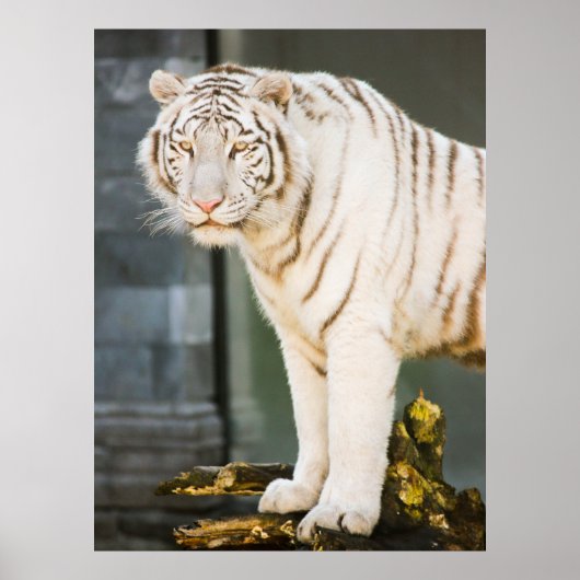 Bengalischer weißer Tiger auf Fotografie Poster (Vorne)