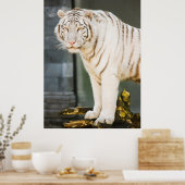 Bengalischer weißer Tiger auf Fotografie Poster (Küche)