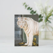 Bengalischer weißer Tiger auf Fotografie Postkarte (Stehend Vorderseite)