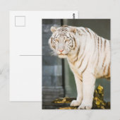 Bengalischer weißer Tiger auf Fotografie Postkarte (Vorne/Hinten)