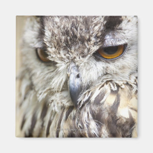 Bengalisches Adleruschel Magnet