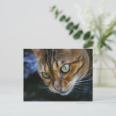Bengalisches Cat Nah-Up Postkarte (Stehend Vorderseite)