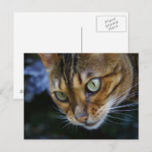 Bengalisches Cat Nah-Up Postkarte (Vorne/Hinten)