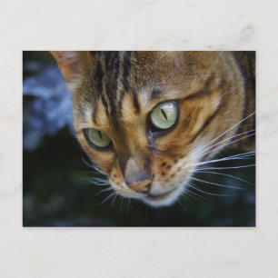 Bengalisches Cat Nah-Up Postkarte