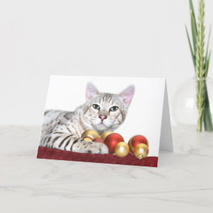 Bengalisches Katze Weihnachten