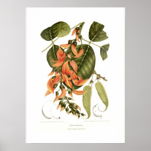 Bengalisches Kino Poster