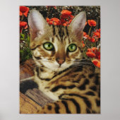 Bengalisches Poster (Vorne)