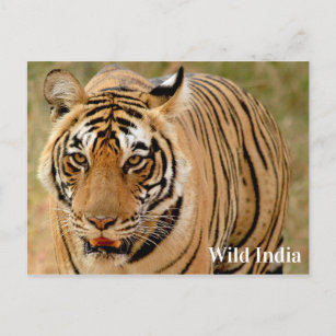 Bengalisches Tiger im Ranthamborner Nationalpark,  Postkarte