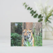 Bengalisches Tiger, Indien Postkarte (Stehend Vorderseite)