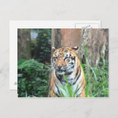 Bengalisches Tiger, Indien Postkarte (Vorne/Hinten)