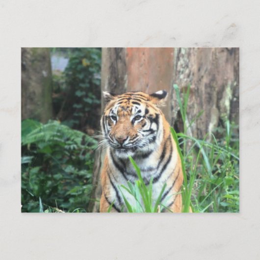 Bengalisches Tiger, Indien Postkarte (Vorderseite)
