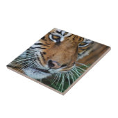 Bengalisches Tiger Nah nach Afrika Fliese (Seite)