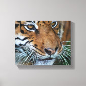 Bengalisches Tiger Nah nach Afrika Leinwanddruck (Vorderseite)