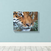 Bengalisches Tiger Nah nach Afrika Leinwanddruck (Insitu (Holzboden))