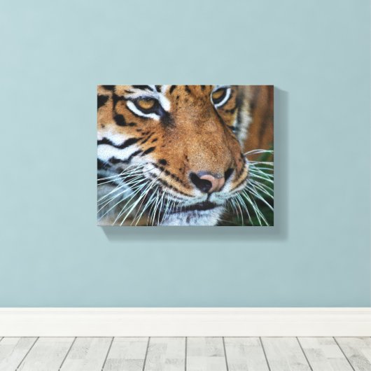 Bengalisches Tiger Nah nach Afrika Leinwanddruck (Insitu (Holzboden))