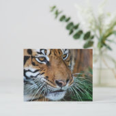 Bengalisches Tiger Nah nach Afrika Postkarte (Stehend Vorderseite)
