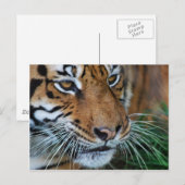 Bengalisches Tiger Nah nach Afrika Postkarte (Vorne/Hinten)