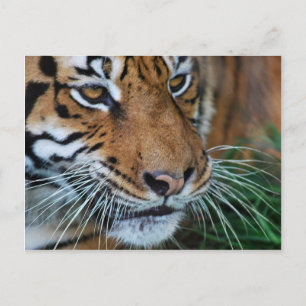 Bengalisches Tiger Nah nach Afrika Postkarte