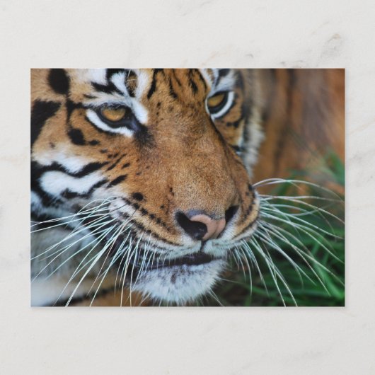 Bengalisches Tiger Nah nach Afrika Postkarte (Vorderseite)