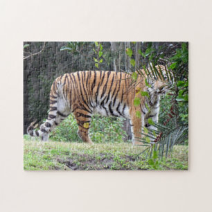 Bengalisches Tiger-Puzzle Puzzle