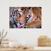 Bengalisches Tiger-Reinigungspaket Poster (Küche)