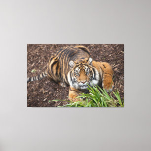 Bengalisches Tiger Schließen Pose Leinwand Art