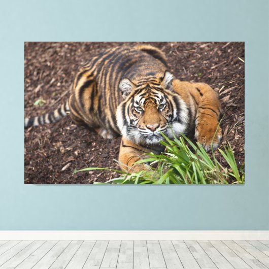 Bengalisches Tiger Schließen Pose Leinwand Art (Insitu (Holzboden))