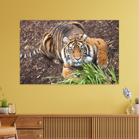 Bengalisches Tiger Schließen Pose Leinwand Art (Insitu (Wohnzimmer))