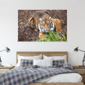 Bengalisches Tiger Schließen Pose Leinwand Art (Insitu (Schlafzimmer))