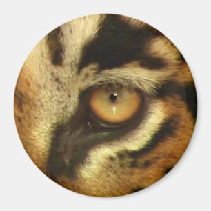 Bengalisches Tigerauge Wildlife Big Cat Lover Foto Magnet