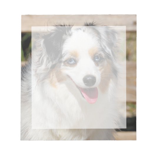 Bennett - Aussie Mini - Rosie - Carmel Beach Notizblock (Vorderseite)