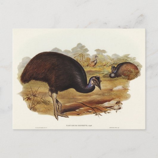 Bennett's Cassowary von Elizabeth Gould Postkarte (Vorderseite)